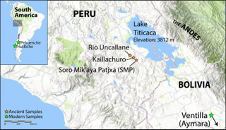 The location of ancient samples near Lake Titicaca, elevation 3812 meters, in what is now Peru and Bolivia.